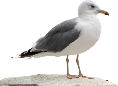 Seagull Transparent Background PNG Images