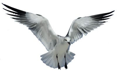 Seagull HD Photo Png PNG Images