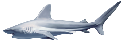 Big White Shark Hd Png Transparent Free Download PNG Images