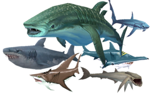 Small Colorful Shark Picture Transparent Clipart PNG Images