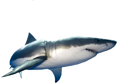 Danger Shark Hd Clipart Transparent PNG Images