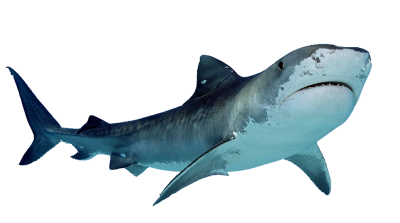 Wallpapers Shark Png Background Free Download PNG Images