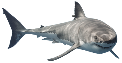 Smiling Big Shark Photo Clipart Free PNG Images