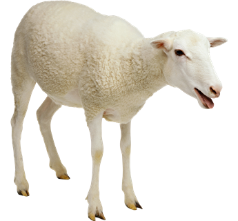 Sheep Clipart HD PNG Images