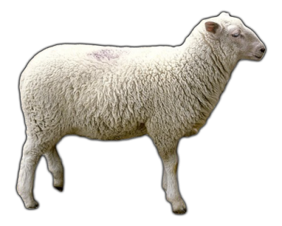 Sheep Transparent Picture PNG Images