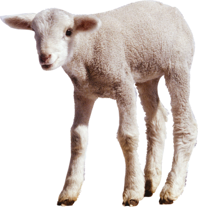 Sheep Images PNG PNG Images