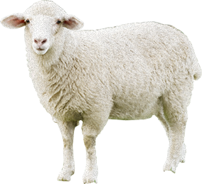 Sheep Amazing Image Download PNG Images