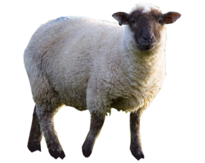 Sheep Wonderful Picture Images PNG Images