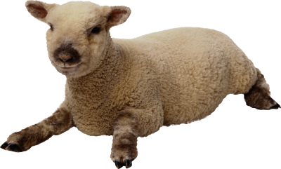 Sheep Picture PNG Images