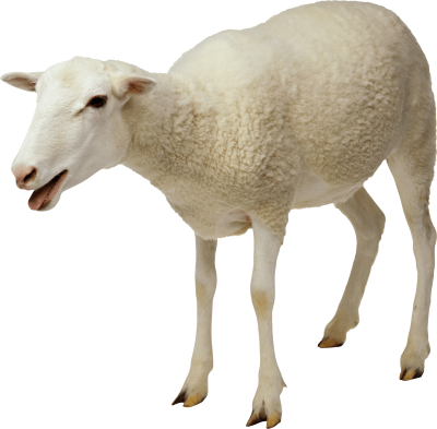 Sheep Best Png PNG Images