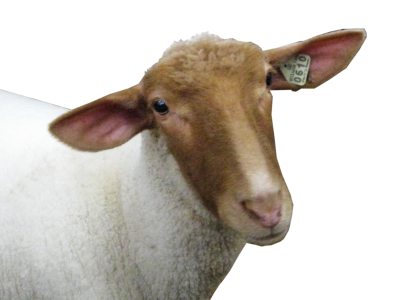 Sheep Png PNG Images