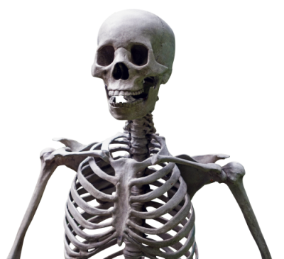 spooky skeleton transparent