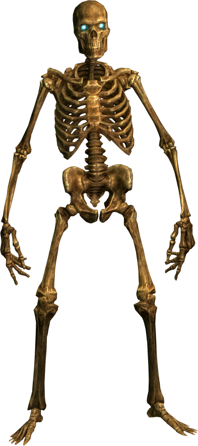 Skeleton Human Png PNG Images