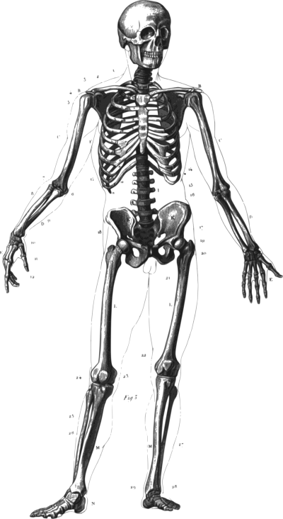 Skeleton Clipart Transparent PNG Images