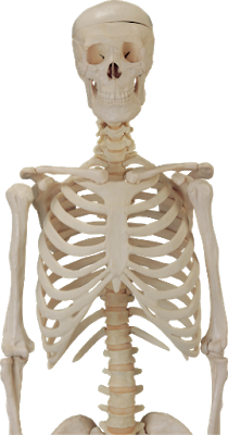 Human Skeleton Hd Image PNG Images