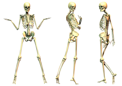 Skeleton Transparent, Skulls PNG Images