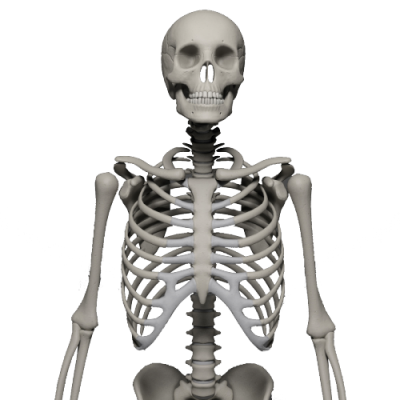 Skeleton Free Cut Out 33 PNG Images