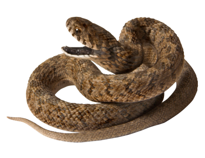 Snake Hd Photo PNG Images