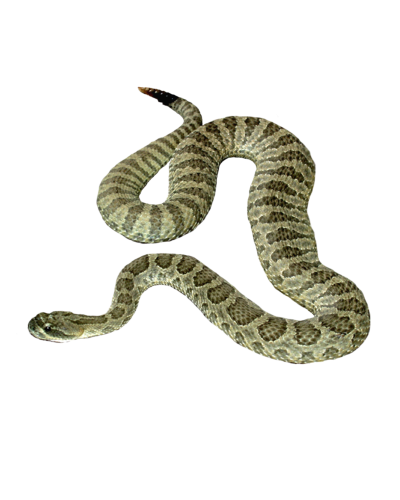 Snake Clipart Transparent PNG Images