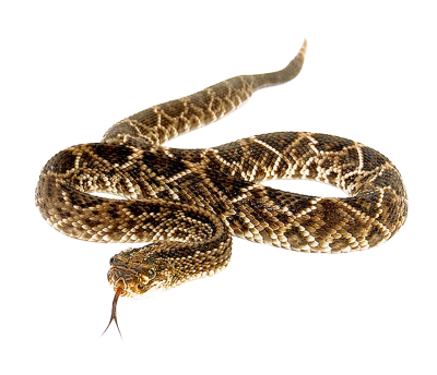 Download SNAKE Free PNG transparent image and clipart