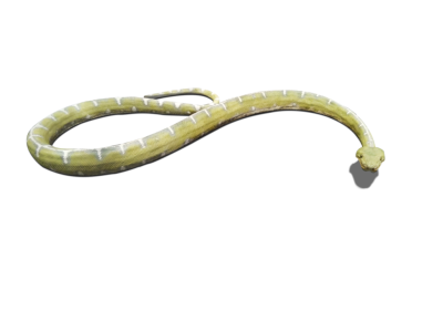 Snake Transparent Picture PNG Images