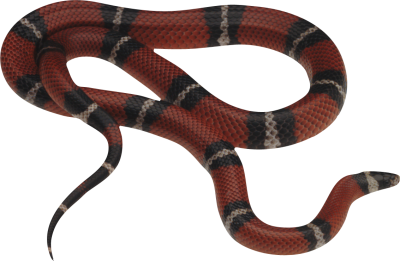 Snake Clipart Photo PNG Images
