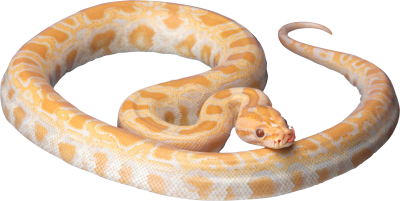 Snake Clipart Photos 10 PNG Images