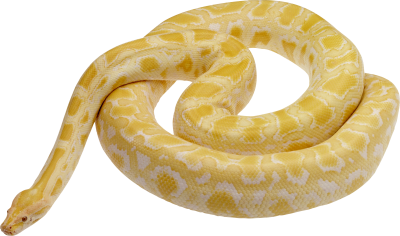 Snake Clipart Photo 8 PNG Images