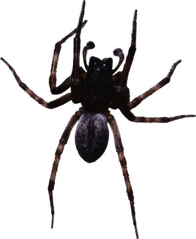 Pictures Of Big Black Spider PNG Images