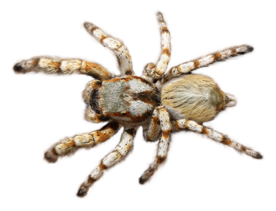Spiders HD Photo Png PNG Images
