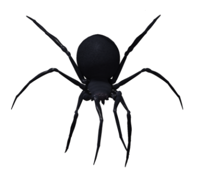 Spider Picture, Black, Tarantula PNG Images