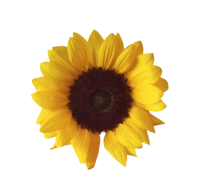 Beautiful Sunflower Head Clipart Transparent Png PNG Images