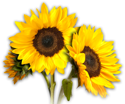 Great Binary Sunflower Transparent Download PNG Images