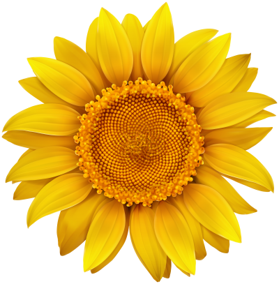 Sunflower PNG Vector Images with Transparent background - TransparentPNG