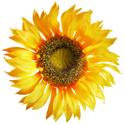 High Quality Yellow Sunflower Png Free Download PNG Images