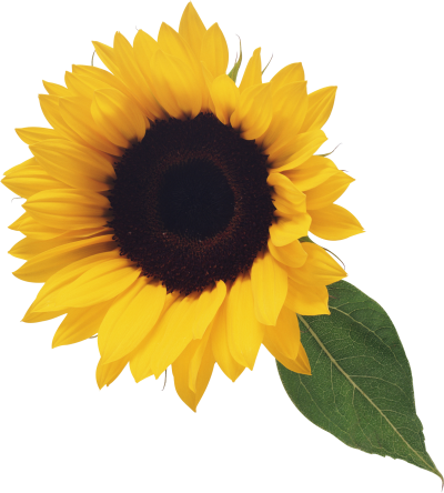 Leafy Sunflower Transparent Images PNG Images