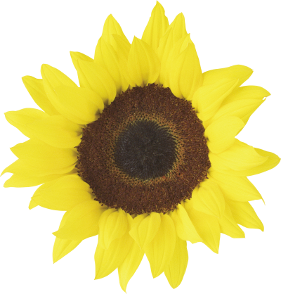 Light Yellow Sunflower Background Transparent Png PNG Images