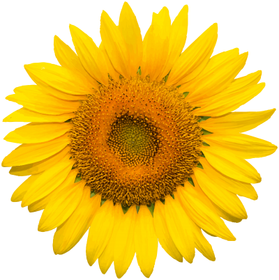Natural, Flowers, Nature, Plant, High Quality Yellow Sunflower Hd Png PNG Images