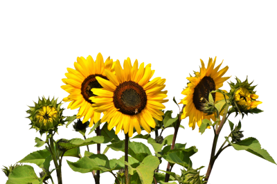 Natural, Flowers, Nature, Plant, Real Sunflower Png Image PNG Images
