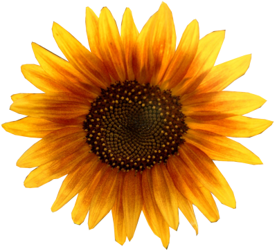 Oil, Sun, Seed, Dark Yellow Sunflower Transparent Png PNG Images