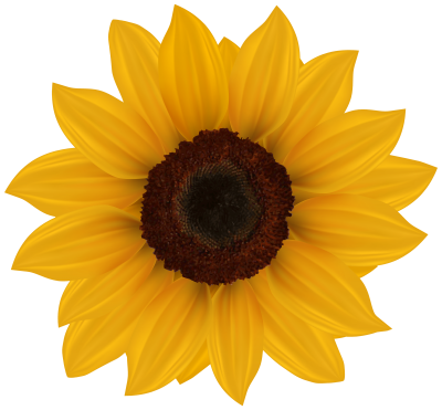 Orange Leafy Sunflower Image Transparent PNG Images
