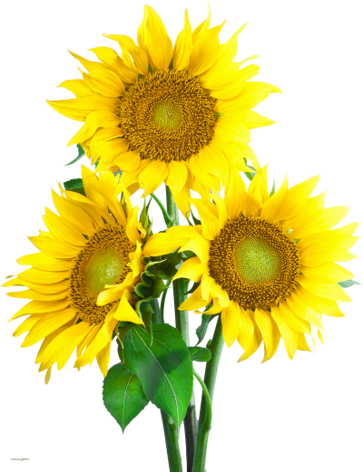 Real Great Sunflower Background Png Transparent PNG Images