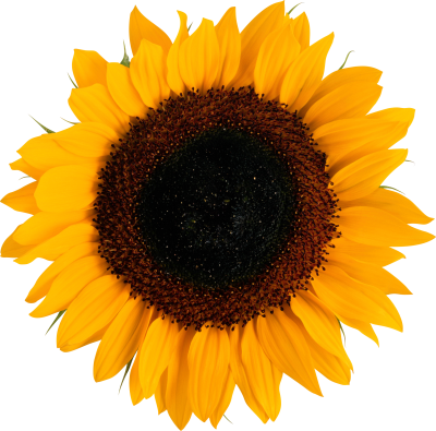 Seeded Orange Sunflower Images Download PNG Images