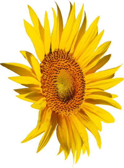 Side View Yellow Sunflower Clipart Transparent PNG Images