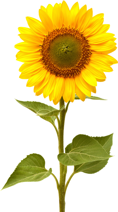 Single Nature Sunflower Png Photos Download PNG Images