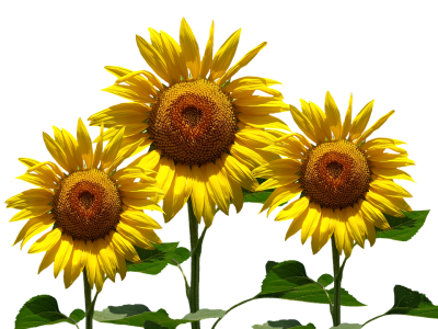 Sun Summer Sunflower Hd Transparent PNG Images