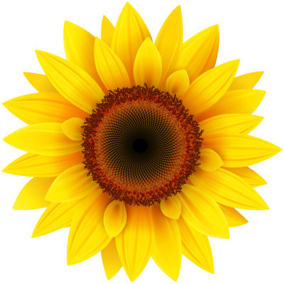 Sunflower Design Images Free PNG Images