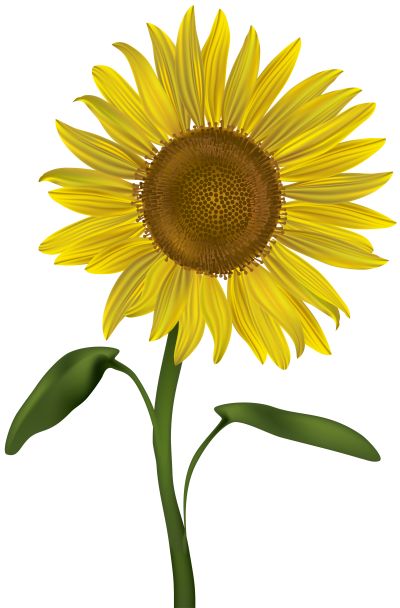 Sunflower Original Clipart Download PNG Images