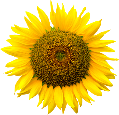 Sunflower Seed Background Transparent PNG Images