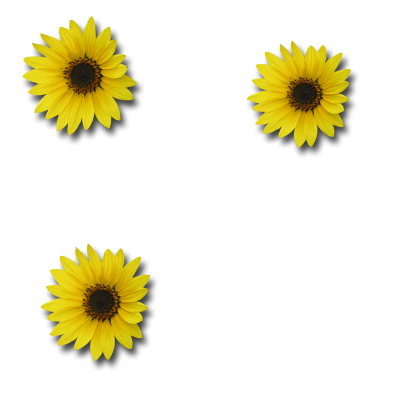 Three Sunflower Png Transparent PNG Images